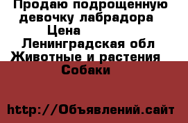 Продаю подрощенную девочку лабрадора › Цена ­ 10 000 - Ленинградская обл. Животные и растения » Собаки   
